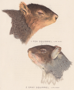 Fox Squirrel Gray Squirrel (heads)
